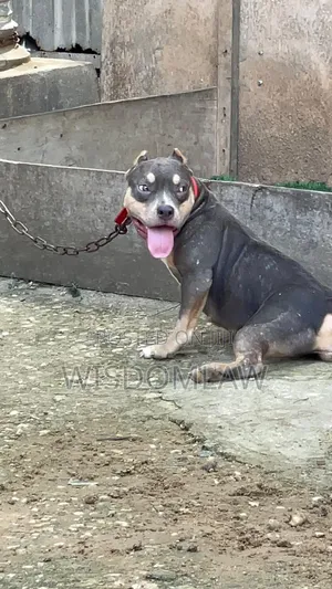 6-12 months Female Purebred American Bully