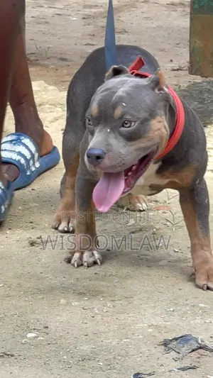 6-12 months Male Purebred American Bully