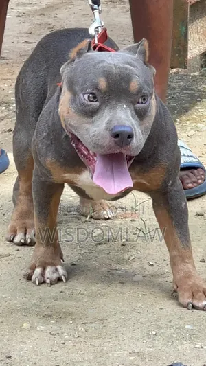 6-12 months Male Purebred American Bully