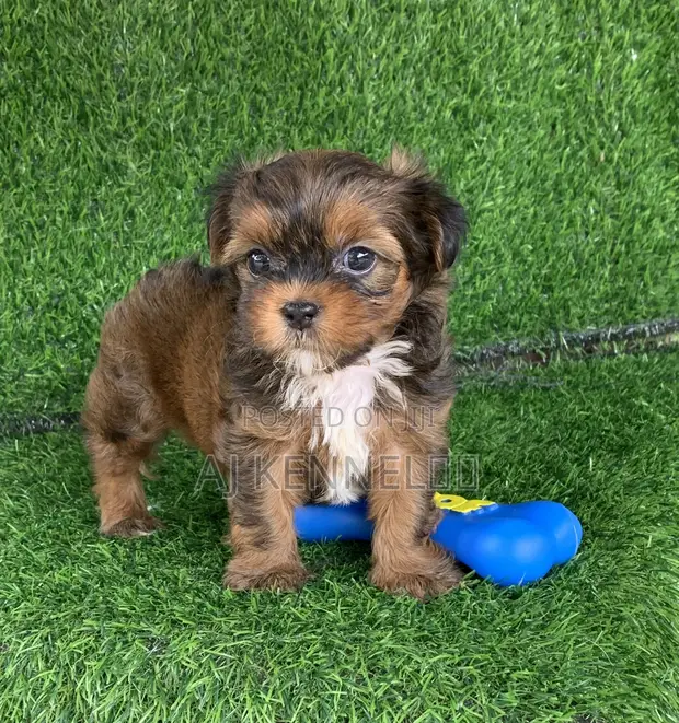 1-3 months Male Purebred Lhasa Apso in Ajah Dogs Puppies