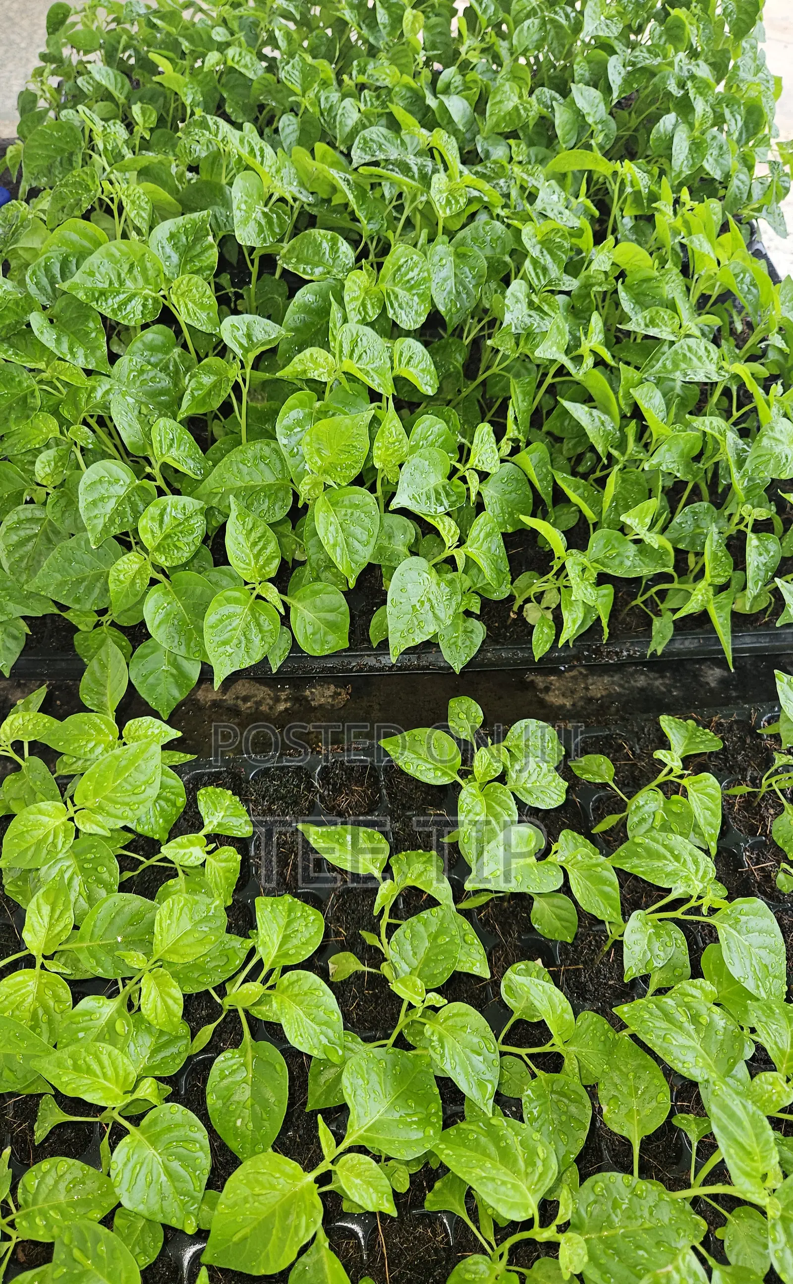 Habanero Pepper Seedlings