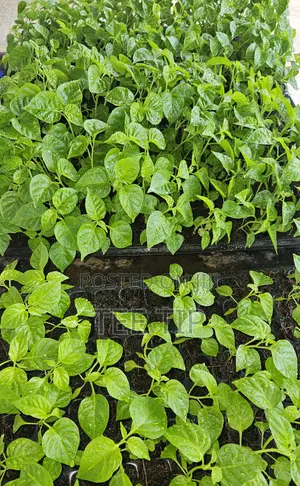 Habanero Pepper Seedlings