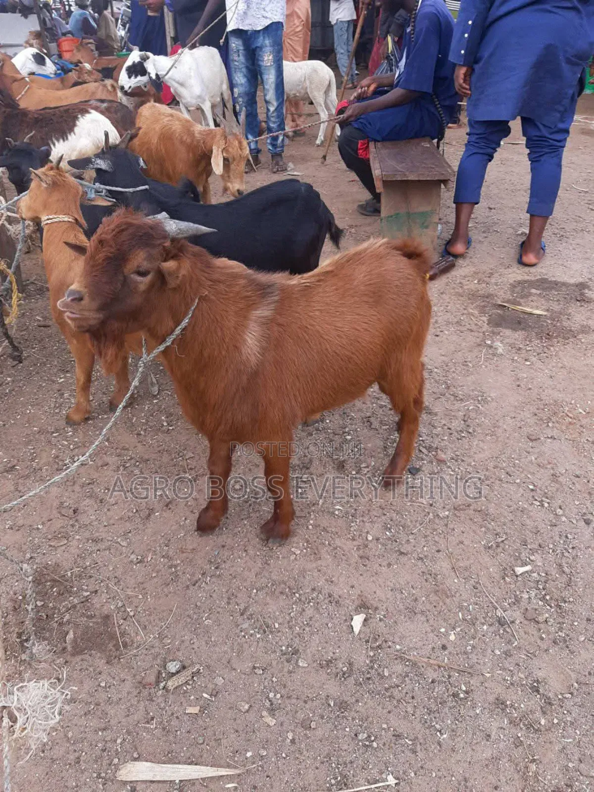 Live Goats