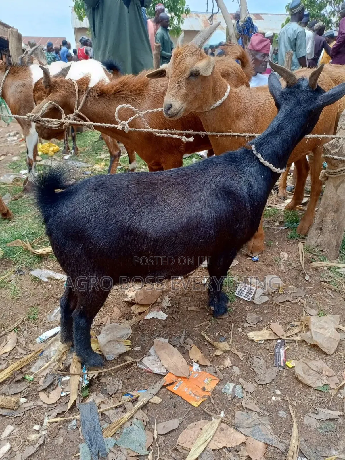 Live Goats