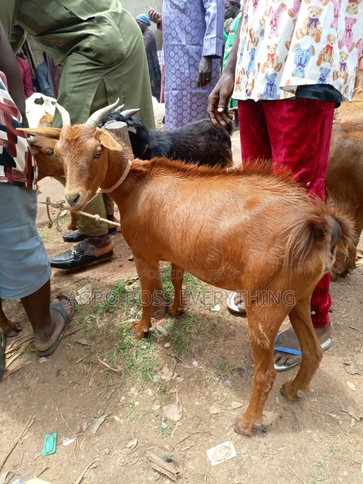 Live Goats