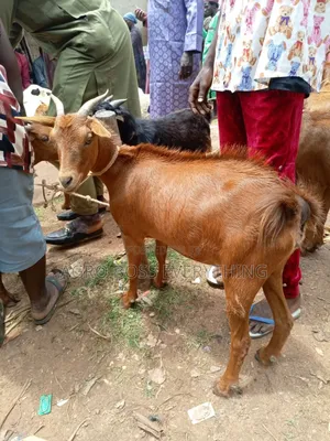 Live Goats