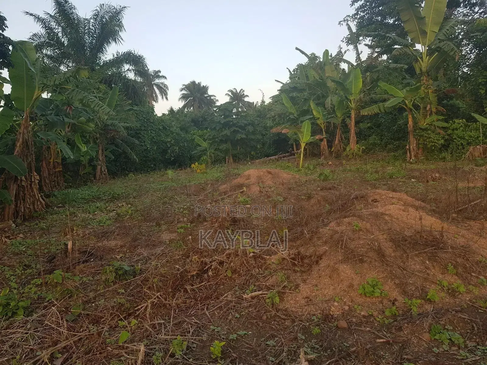 A Plot of Land for Rent