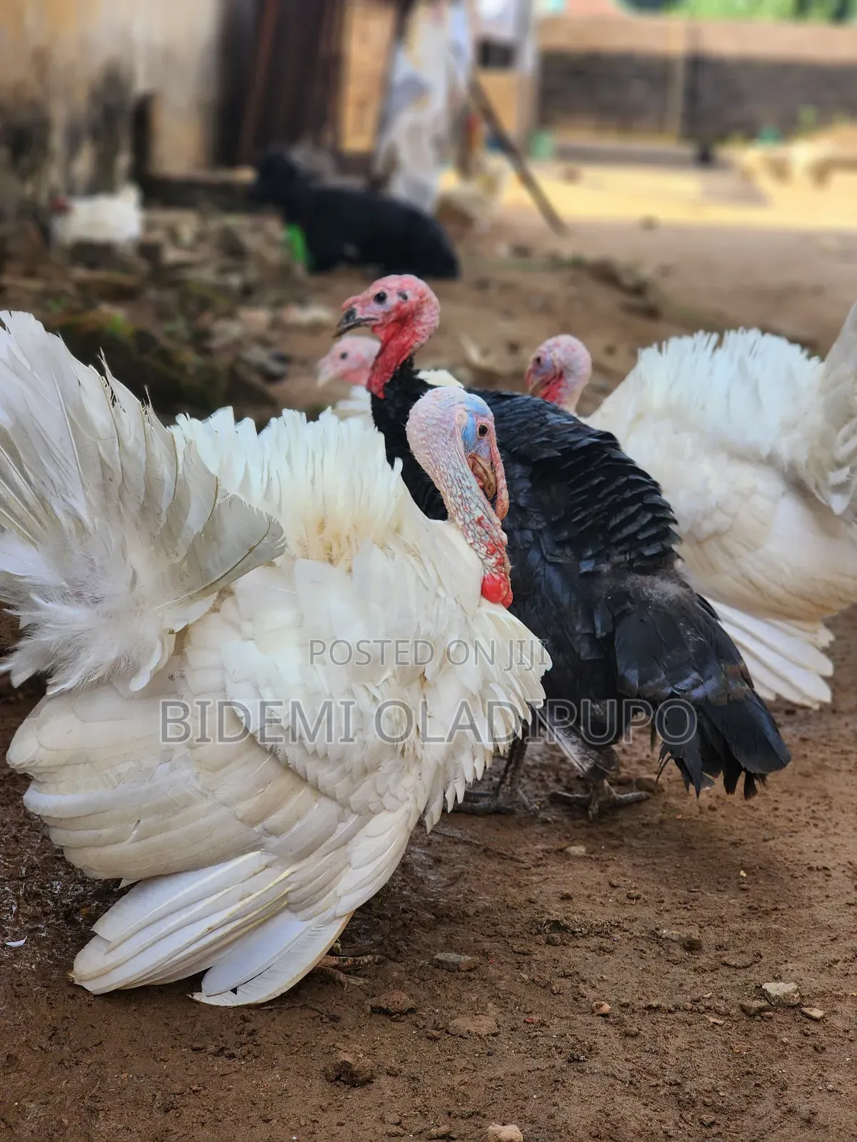 Healthy Turkey