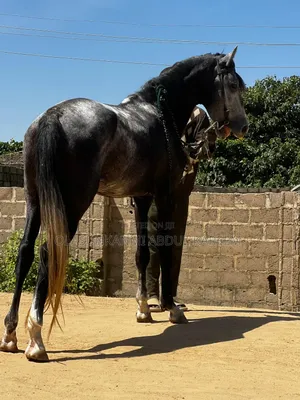 Male Horse Available Argentina