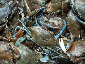 Seafoods (Crabs and Fish)