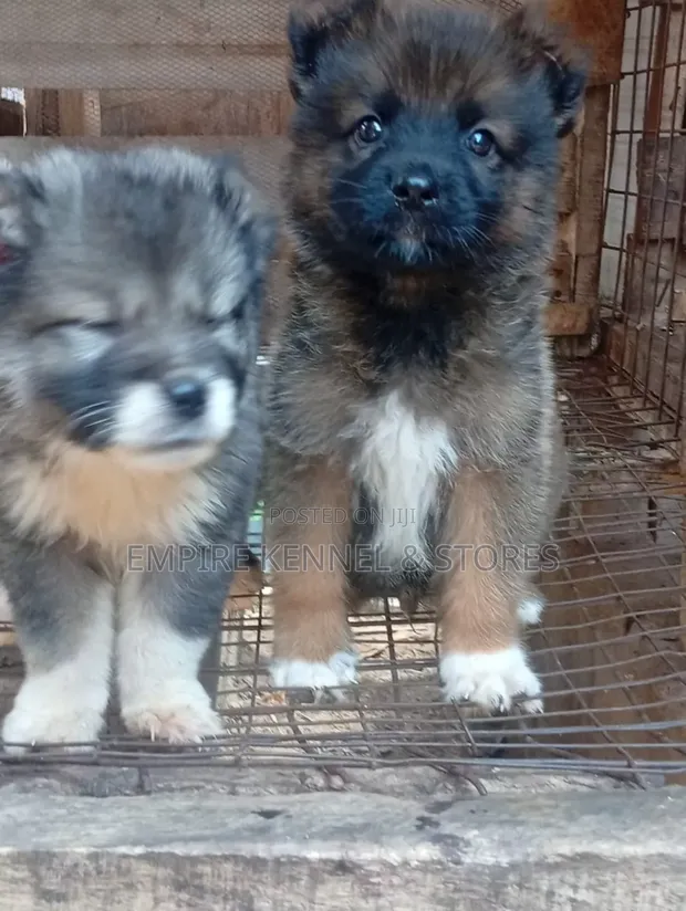 1-3 months Male Purebred Caucasian Shepherd in Alimosho Dogs