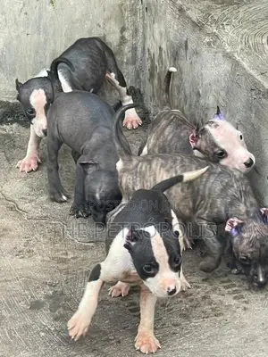 1-3 months Female Purebred American Pit Bull Terrier