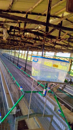 Birds Cage