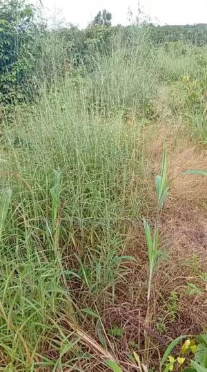 2 Plots Of Land For Sale