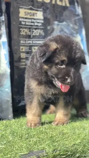 1-3 months Male Purebred German Shepherd