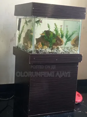 Aquarium With Accessory