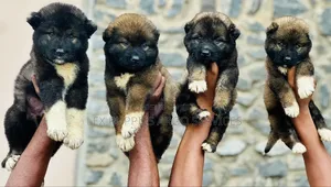 1-3 months Female Purebred Caucasian Shepherd