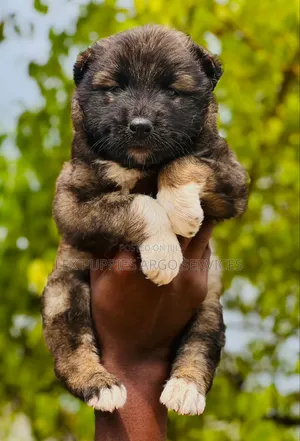 1-3 months Female Purebred Caucasian Shepherd