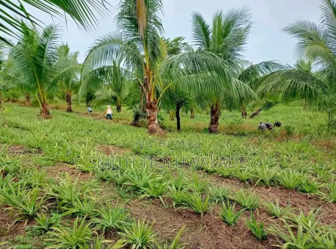 Pineapple Sucker Plantation Setup