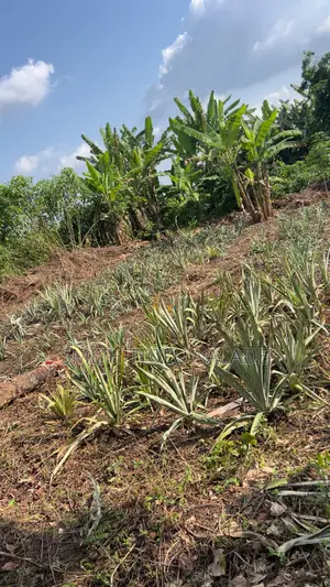 Pineapple Sucker Plantation Setup