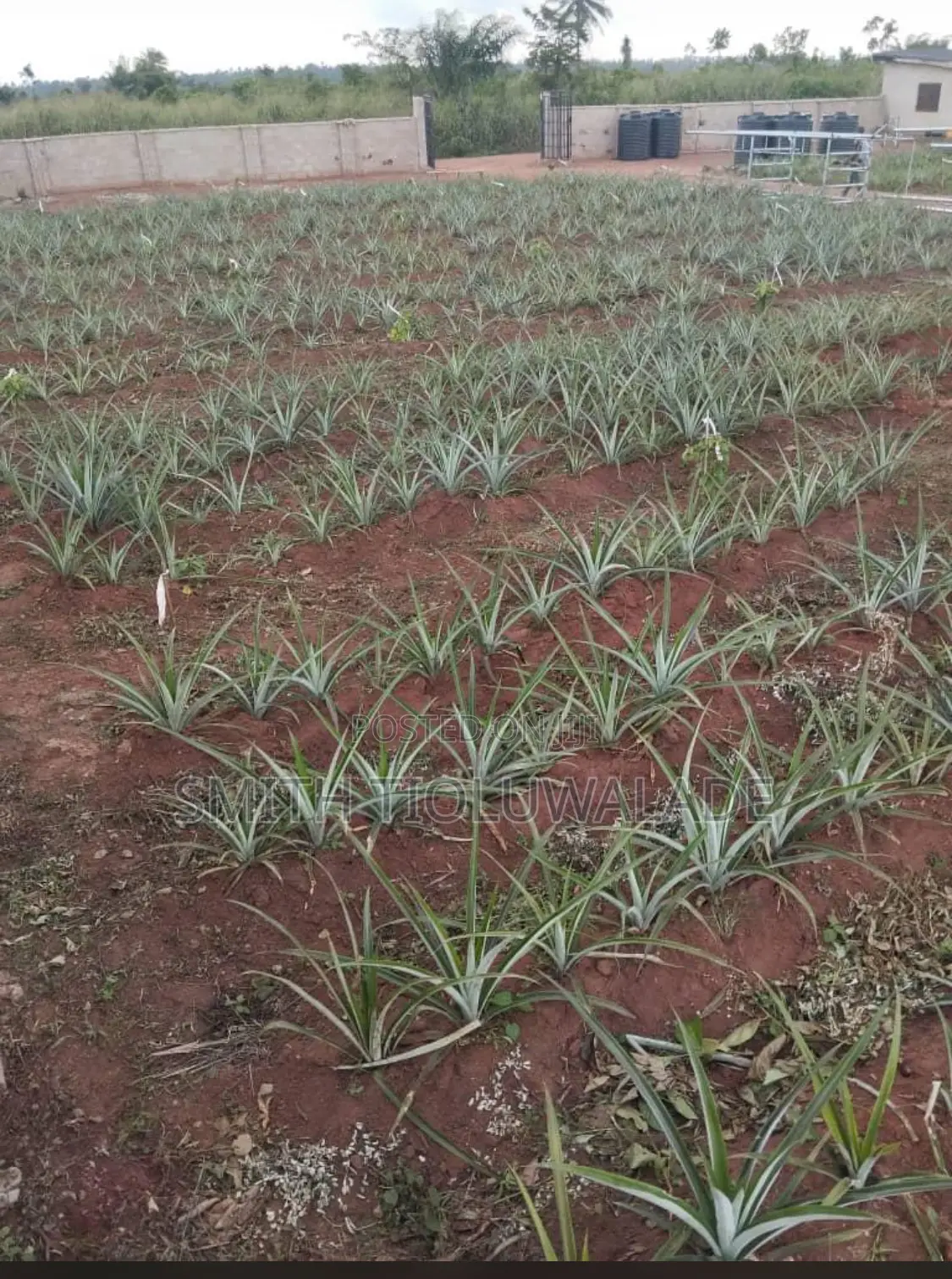 Pineapple Sucker Plantation Setup