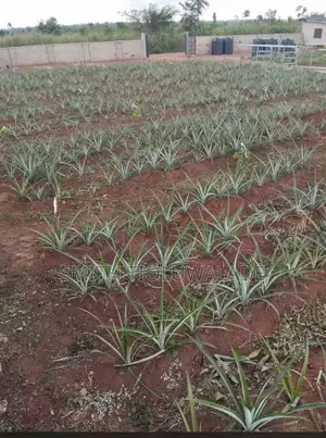 Pineapple Sucker Plantation Setup