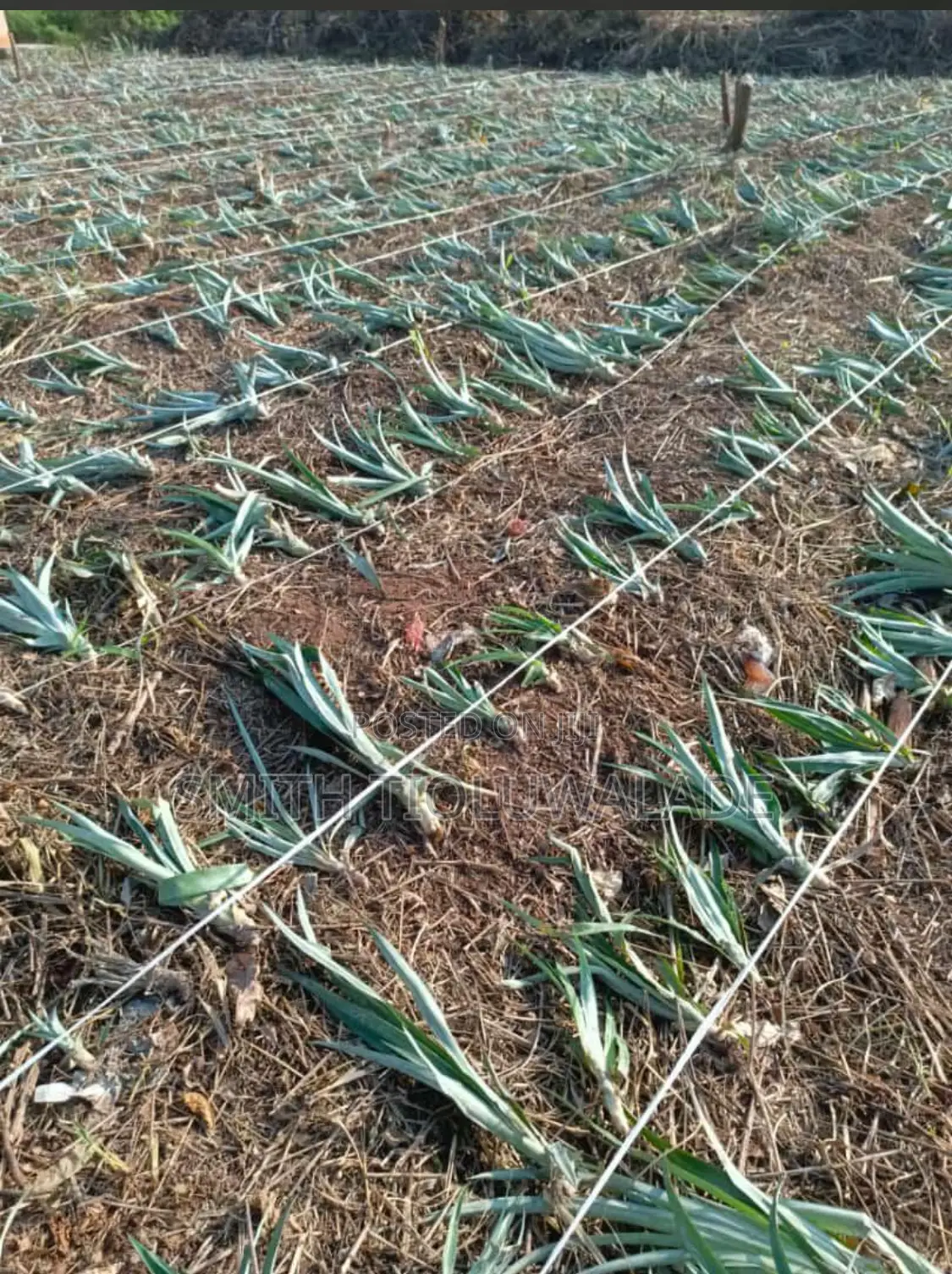 Pineapple Sucker Plantation Setup