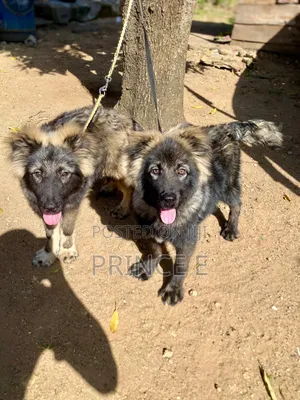 1-3 months Female Purebred Caucasian Shepherd
