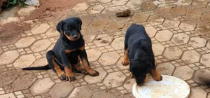 1-3 months Male Purebred Rottweiler