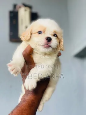1-3 months Female Purebred Lhasa Apso