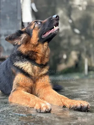 1+ year Female Purebred German Shepherd