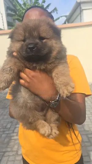 1-3 months Female Purebred Chow Chow