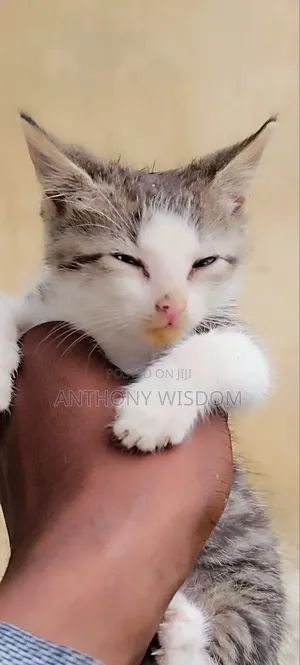 1-3 months Female Mixed Breed Exotic