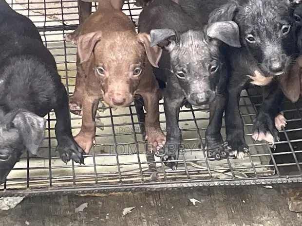 1-3 months Female Purebred American Pit Bull Terrier in Isolo