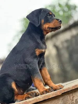 1-3 months Female Purebred Rottweiler