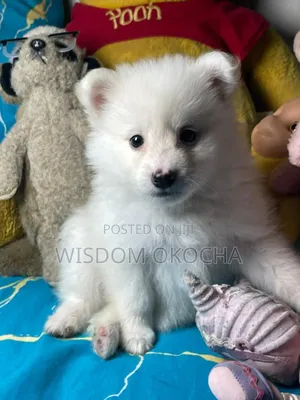 1-3 months Male Purebred American Eskimo