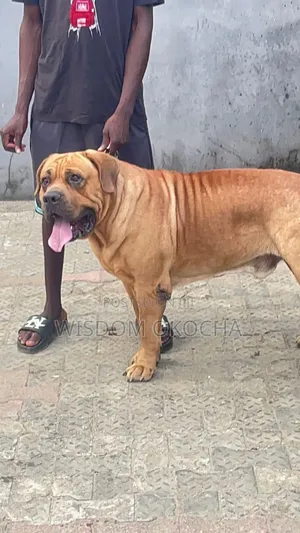 1+ year Male Purebred Boerboel