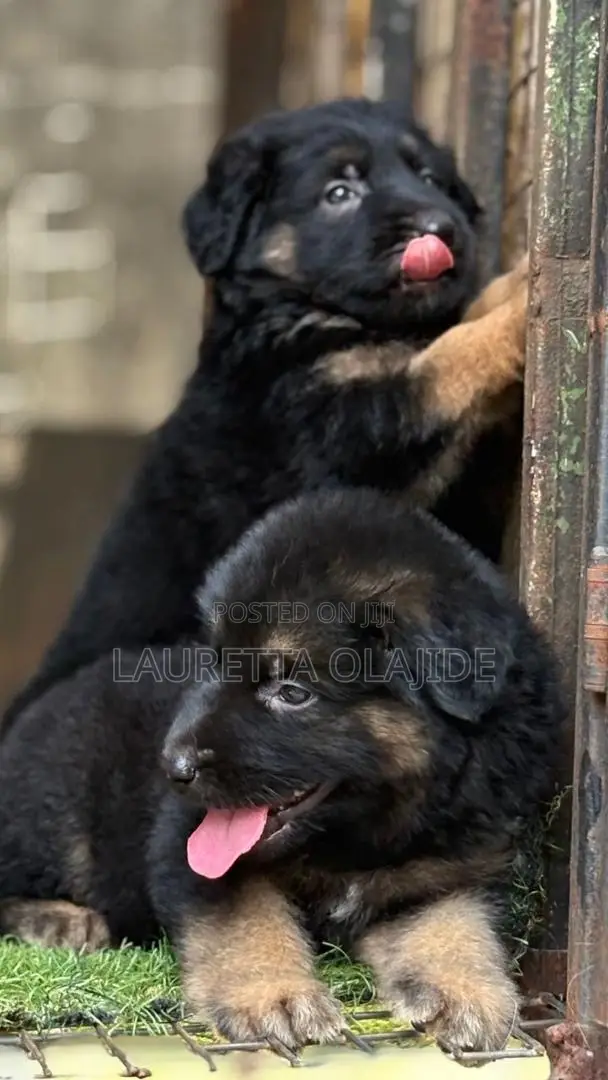 1-3 months Male Purebred German Shepherd in Asokoro Dogs