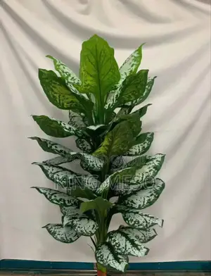 Plant Available Now as Seen