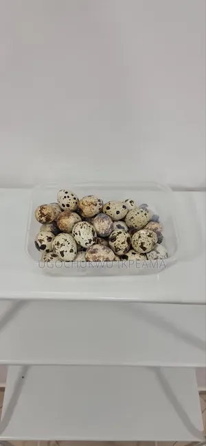 Unfertile Quail Eggs.