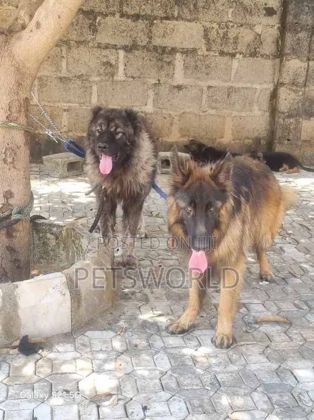 6-12 months Male Purebred German Shepherd in Apo District Dogs