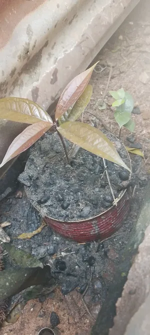 Apple Plant