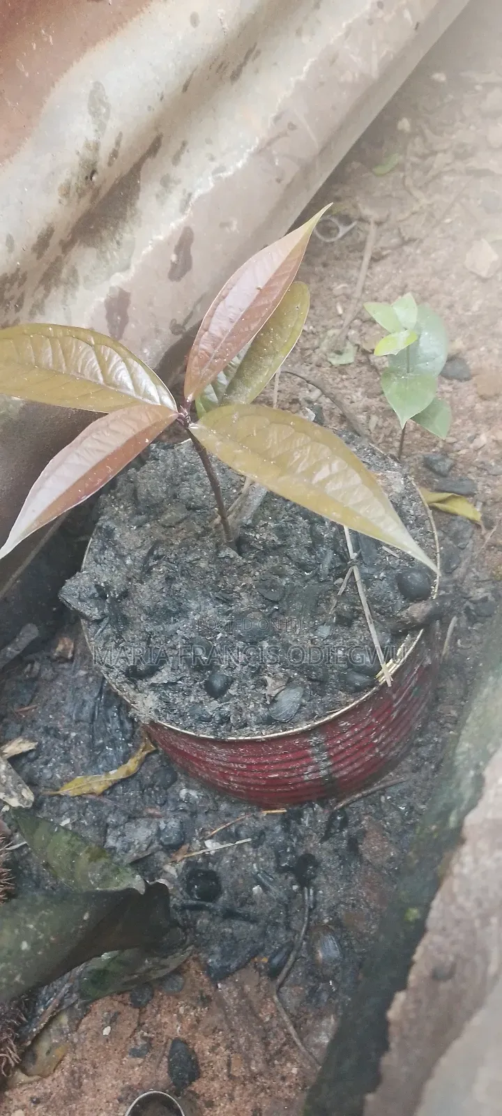 Apple Plant