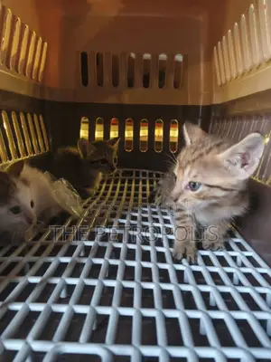 1-3 months Female Purebred Tabby