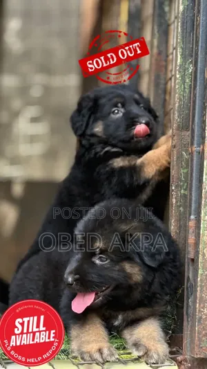 1-3 months Male Purebred German Shepherd