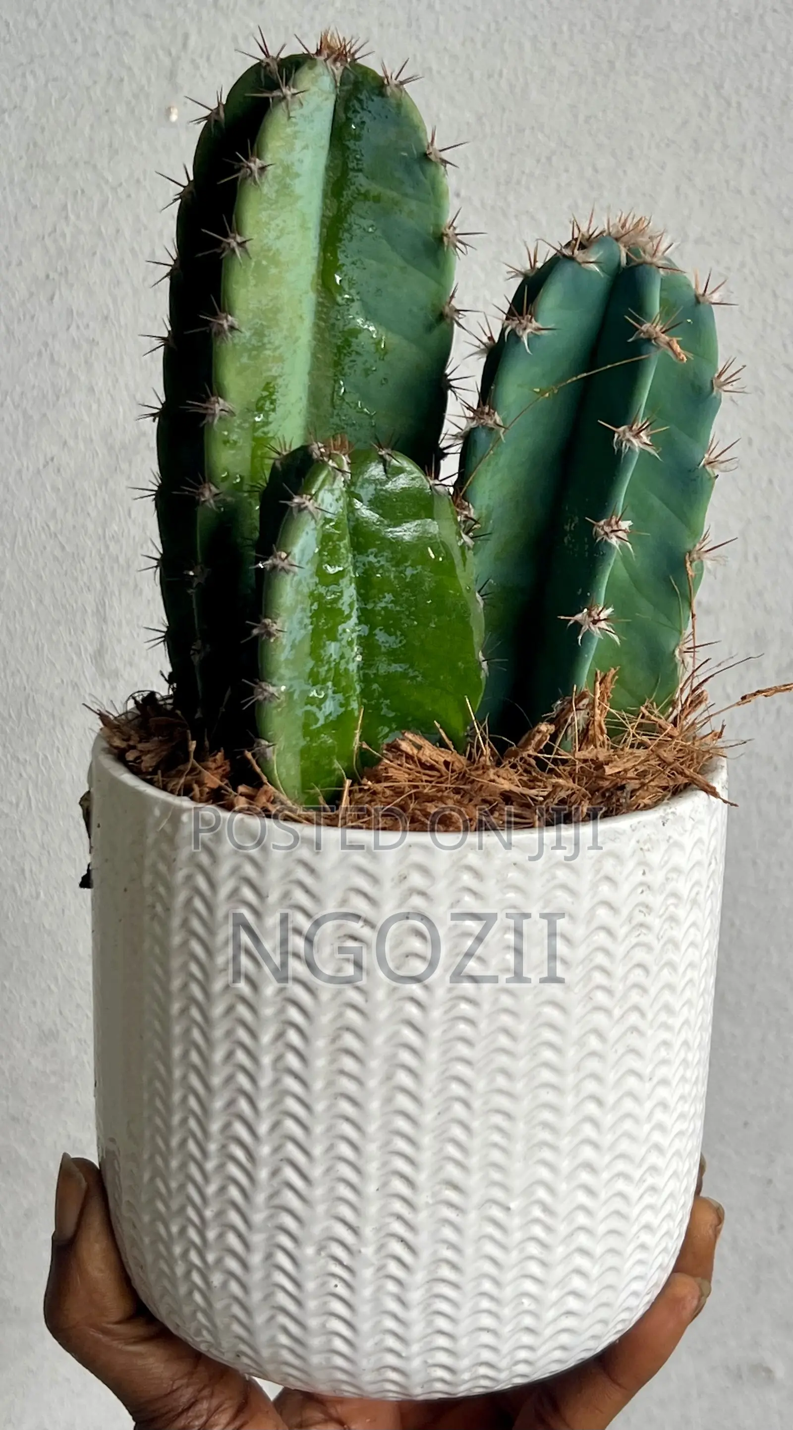 Succulent, Cactus Plant