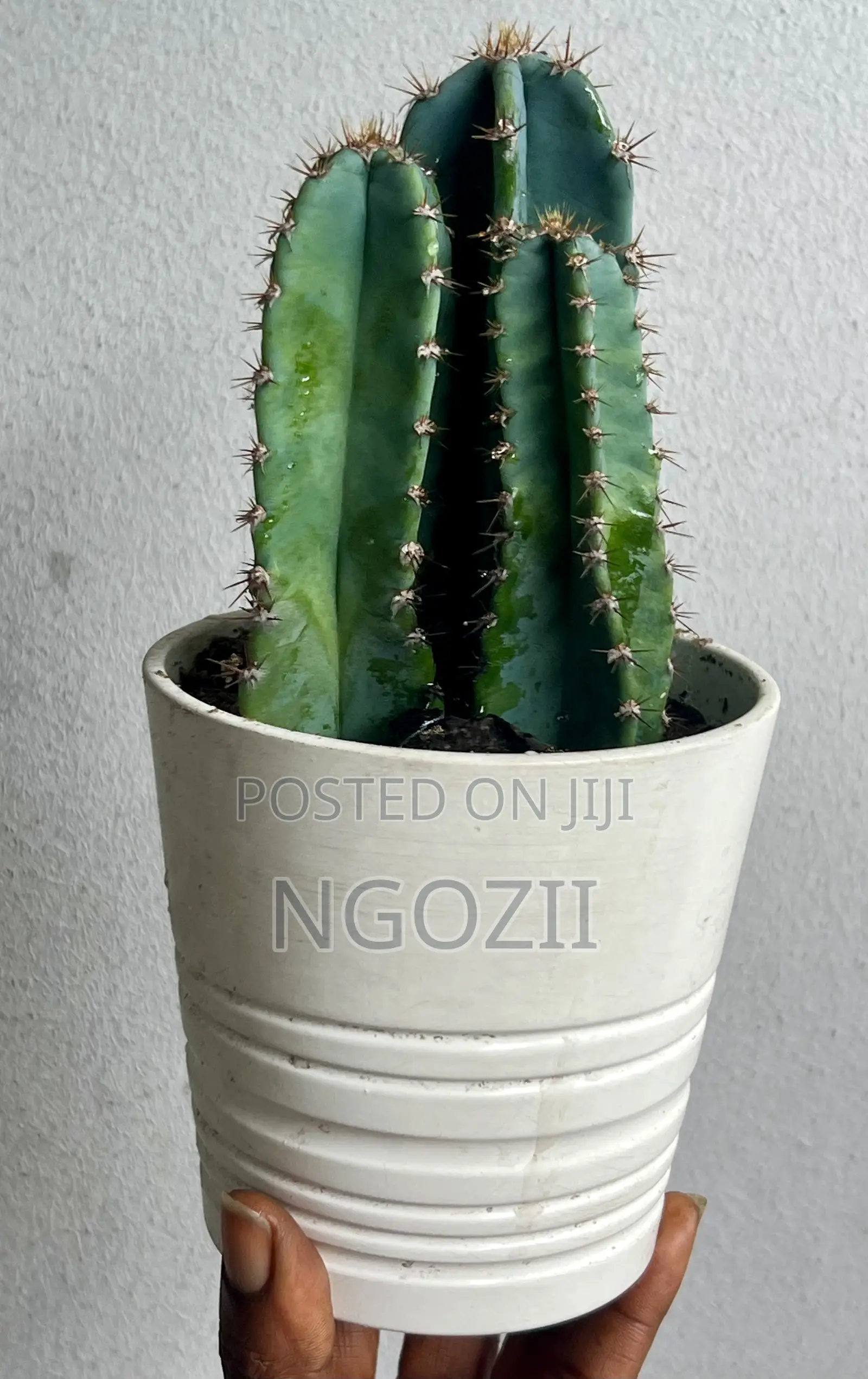 Succulent, Cactus Plant