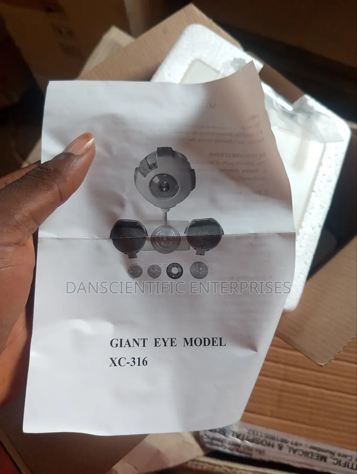 Eye Model Human