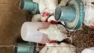Chubby Broiler Chicken