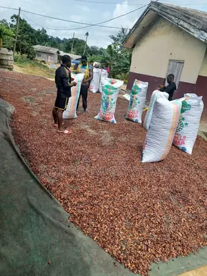 Cocoa Seeds